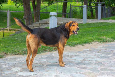 a huge kind dog stands on the roadの写真素材