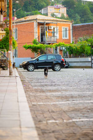 black big dog runs to a meeting on the road in georgiaの写真素材