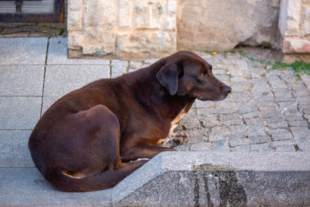 black unfortunate dog lies on the sidewalk in georgiaの写真素材