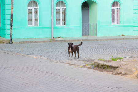 black dog stands in the middle of the streetの写真素材