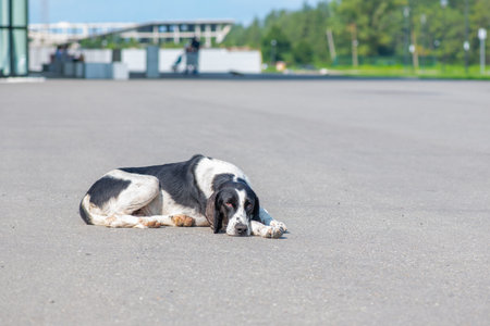 a sick dog lies sad on the roadの写真素材