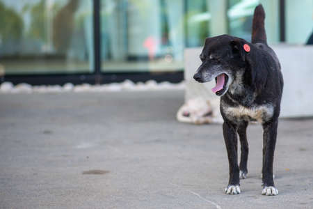 angry snarling dog standing on the roadの写真素材