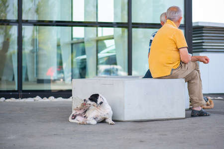cute dog lies on the street on the sidewalkの写真素材