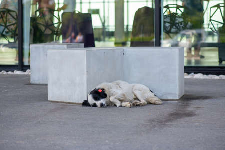 kind white dog sleeps on the sidewalkの写真素材
