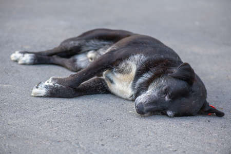 good black dog sleeps on the sidewalkの写真素材