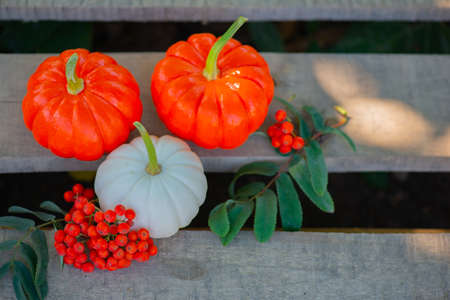 very beautiful pumpkins on a wooden background lieの写真素材