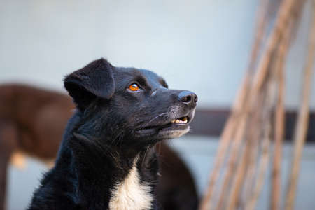 black dog with short ears walks in georgiaの写真素材
