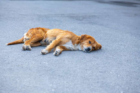 red spaniel lying on the sidewalk near the airportの写真素材