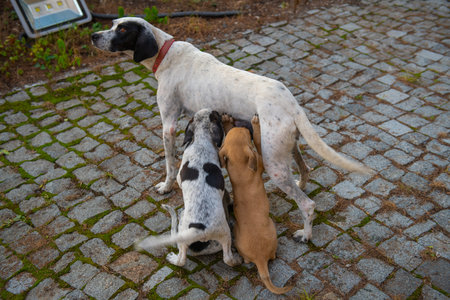 one redhead and one ginger puppy suck mom