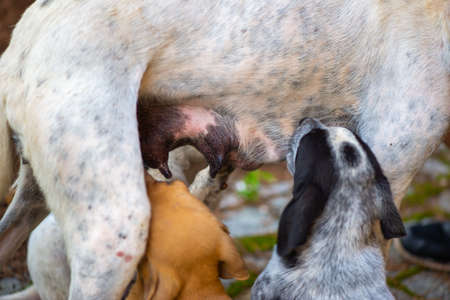 colorful puppies sucking tits outdoors in georgiaの写真素材