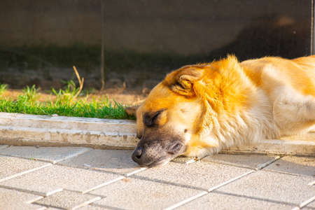 a ginger dog is fast asleep on the sidewalkの写真素材