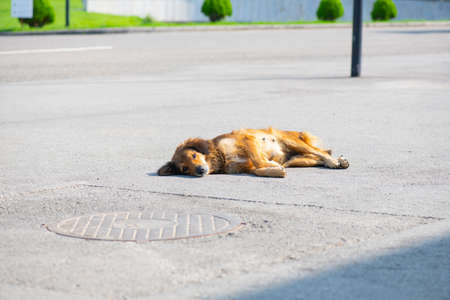 kind red dog lying on the sidewalkの写真素材