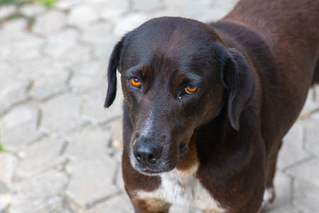 portrait of a black dog in georgiaの写真素材