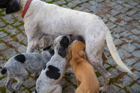 two pockmarked and one ginger puppy suck momの写真素材