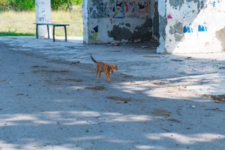 hungry red dog running along the roadの写真素材