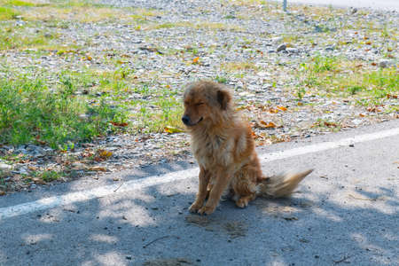 the yard dog is sitting on the roadの写真素材