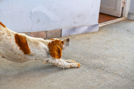 handsome spaniel pulling up on the sidewalk