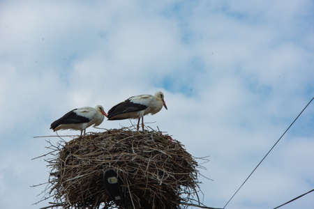 two beautiful storks are sitting in the nestの写真素材