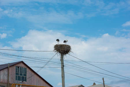 white storks very large marsh birds beautiful birdsの写真素材