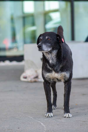 one doberman black pinscher dog very smartの写真素材