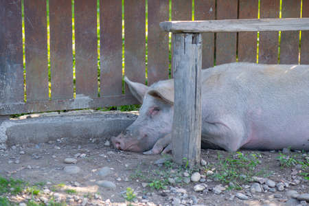 the pig is sleeping under a bench near his houseの写真素材