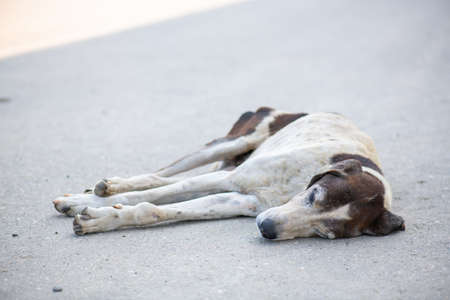 thoroughbred dog sleeps right on the roadの写真素材