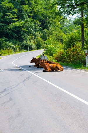 many cows on the road lie on the asphaltの写真素材