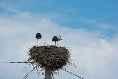two huge storks are sitting in the nestの写真素材