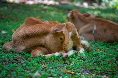 cows graze on their own in a clearing in the forestの写真素材