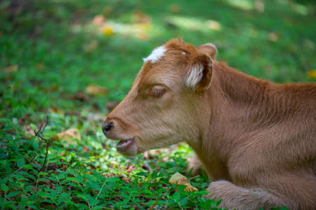 an adult calf is still small grazing in the meadowの写真素材