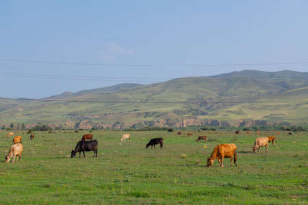 adult cows of different grazing in the pastureの写真素材
