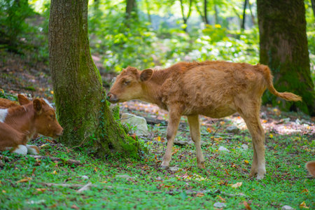 young animals of some wild species are also sometimes called calvesの写真素材