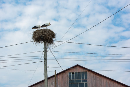 storks are characterized by long bare legs covered with mesh skin