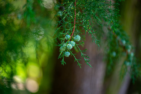 beautiful common juniper in Batumi Botanical Garden
