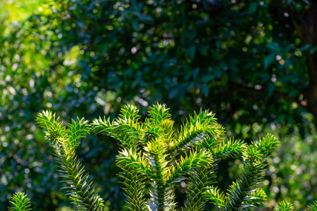 coniferous tree in the botanical garden of Batumi