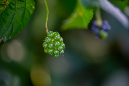 berries of green blackberries in the botanical garden in Batumi