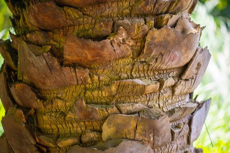 palm bark in the botanical garden in Batumi