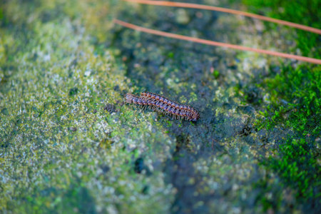 one colored worm crawling on the ground
