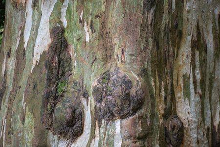 texture of the bark of a tree in a botanical garden in Batumi