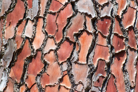 tree bark as a texture in the botanical garden in Batumiの写真素材