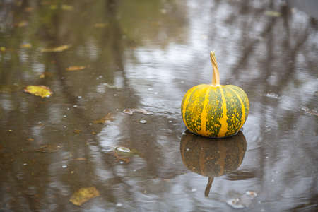 yellow-green small pumpkin lies in a puddle. High quality photoの写真素材