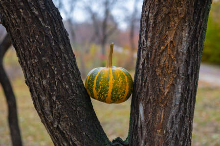 striped pumpkin between tree trunks lies. High quality photoの写真素材