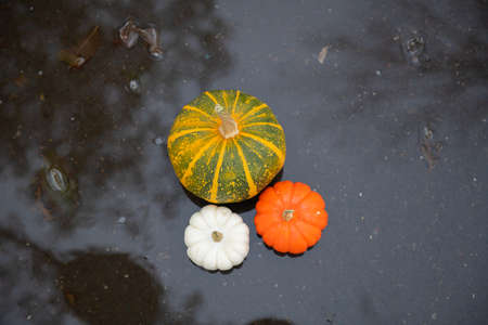 different pumpkins lying in a puddle after the rain. High quality photoの写真素材