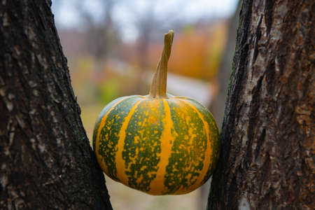 the pumpkin lies between the tree trunks. High quality photoの写真素材