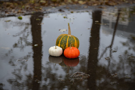 beautiful pumpkin lies in a puddle after the rainの写真素材