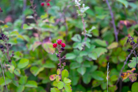 red berries on a bush in the botanical garden of batumi
