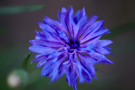 blue flower close-up grows in the summer cottage