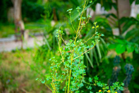 the plant grows beautifully on the lawnの写真素材