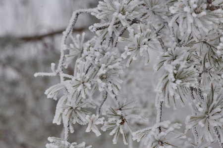 fluffy spruce branch completely covered with snow