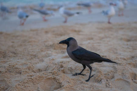 one black crow walks on the sandの写真素材